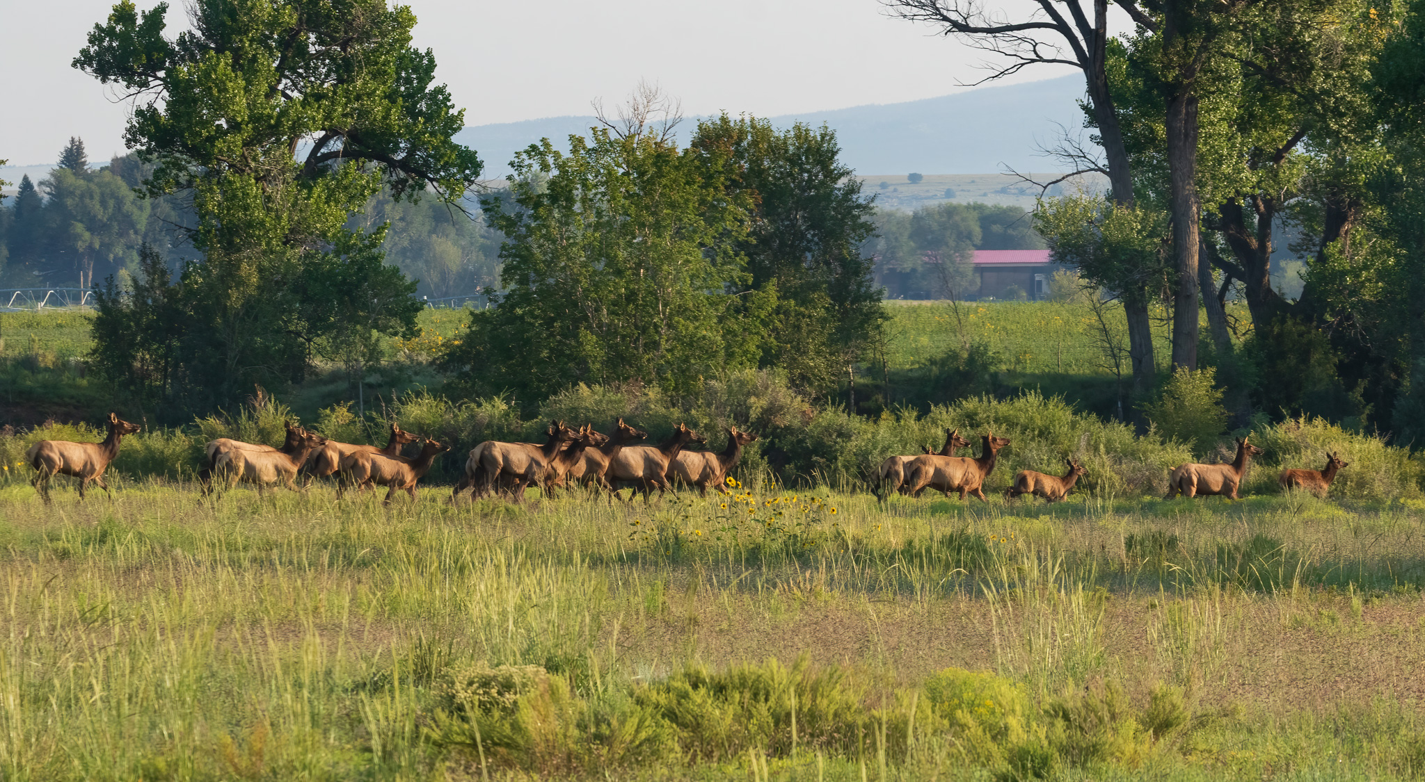 Herd of elk on private land in Mora County, New Mexico. GMU 46